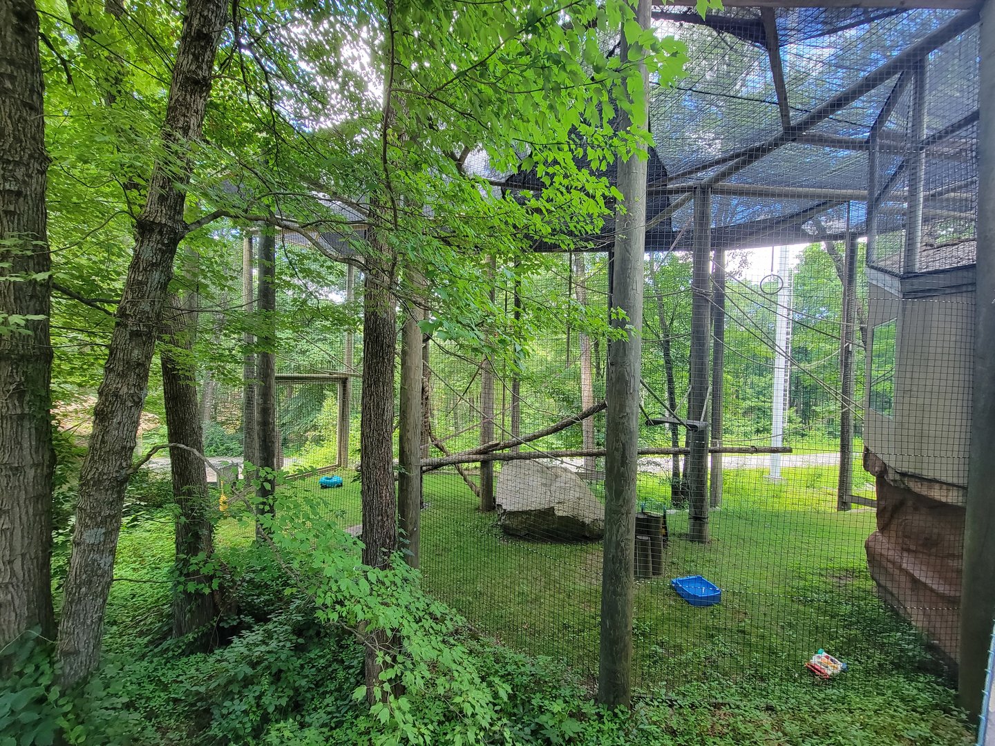 Southwick 7/22 - Siamang