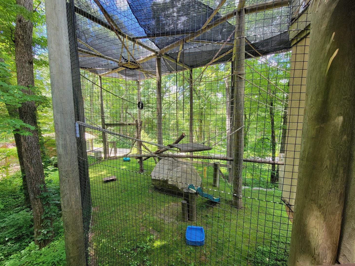 Southwick 7/22 - Siamang