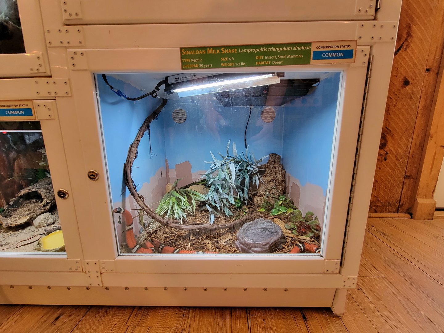 Southwick 7/22 - Sinaloan milk snake