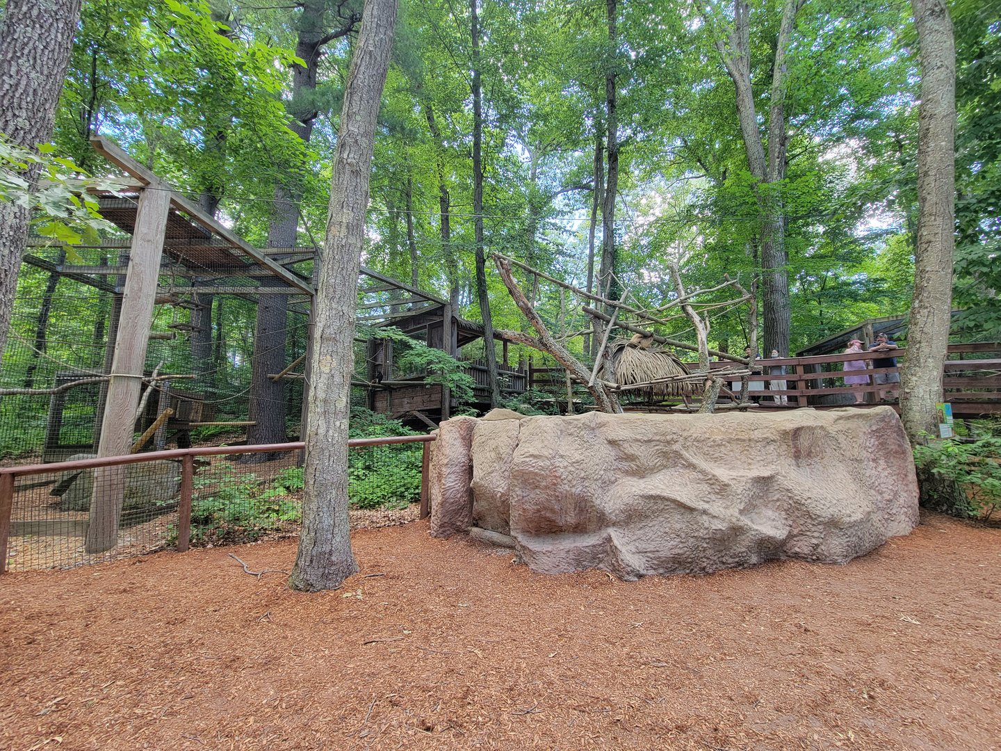 Southwick 7/22 - Sloth, wolf's guenon on left