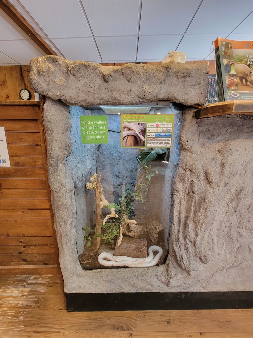 Southwick 7/22 - "Snow" corn snake