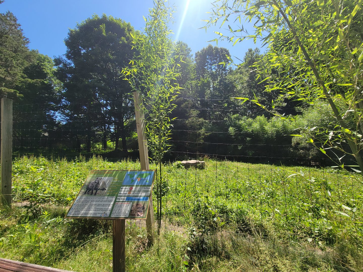 Southwick 7/22 - Spotted hyena