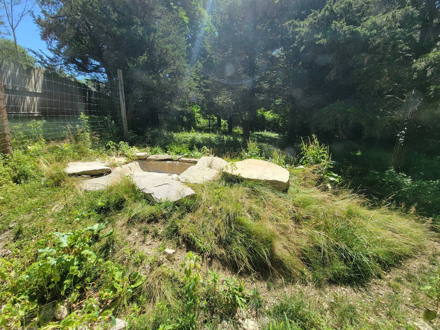 Southwick 7/22 - Spotted hyena