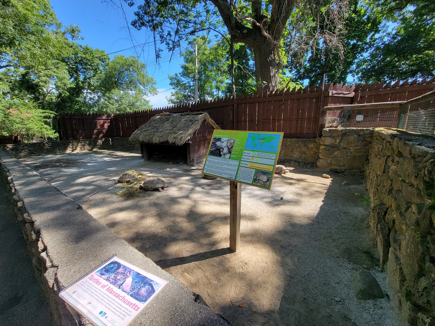 Southwick 7/22 - Sulcata tortoise