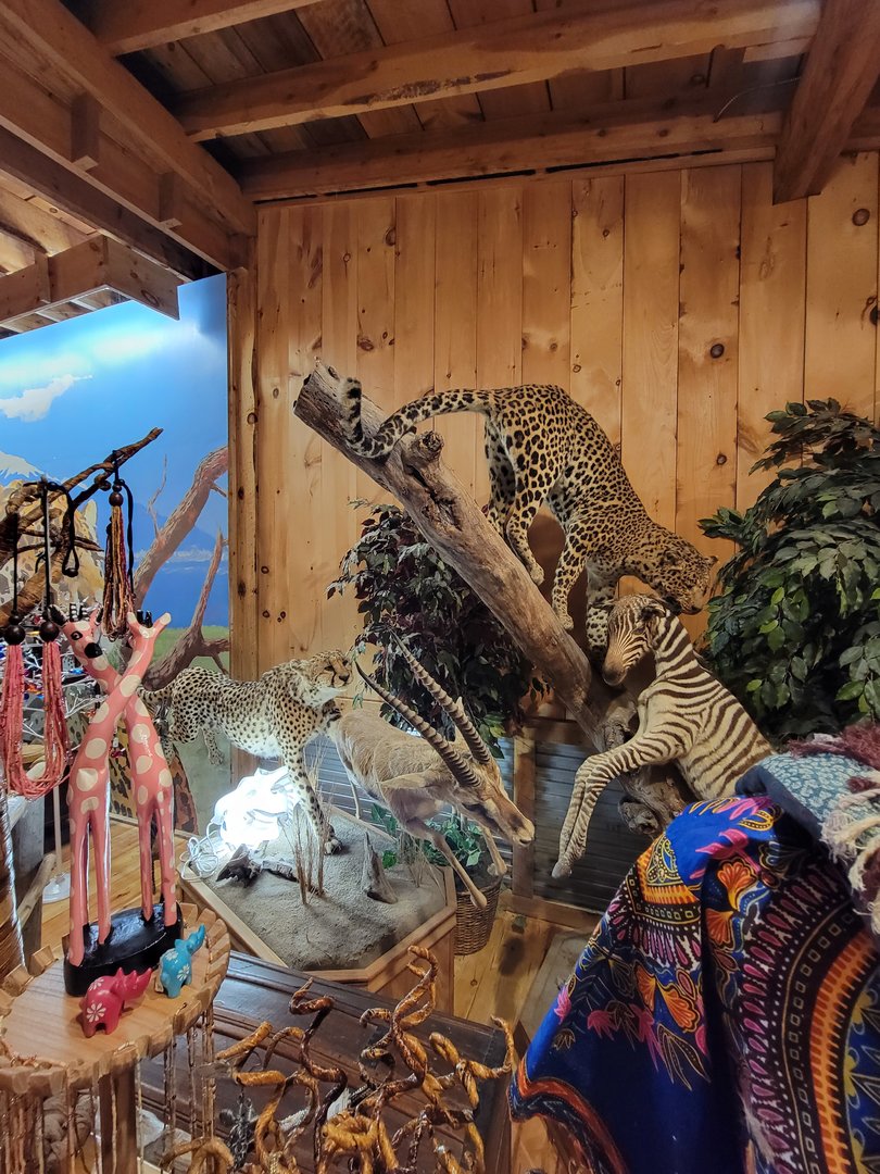 Southwick 7/22 - Taxidermy in gift shop by big cats