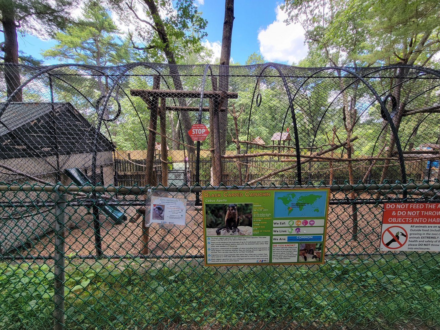 Southwick 7/22 - Tufted capuchin