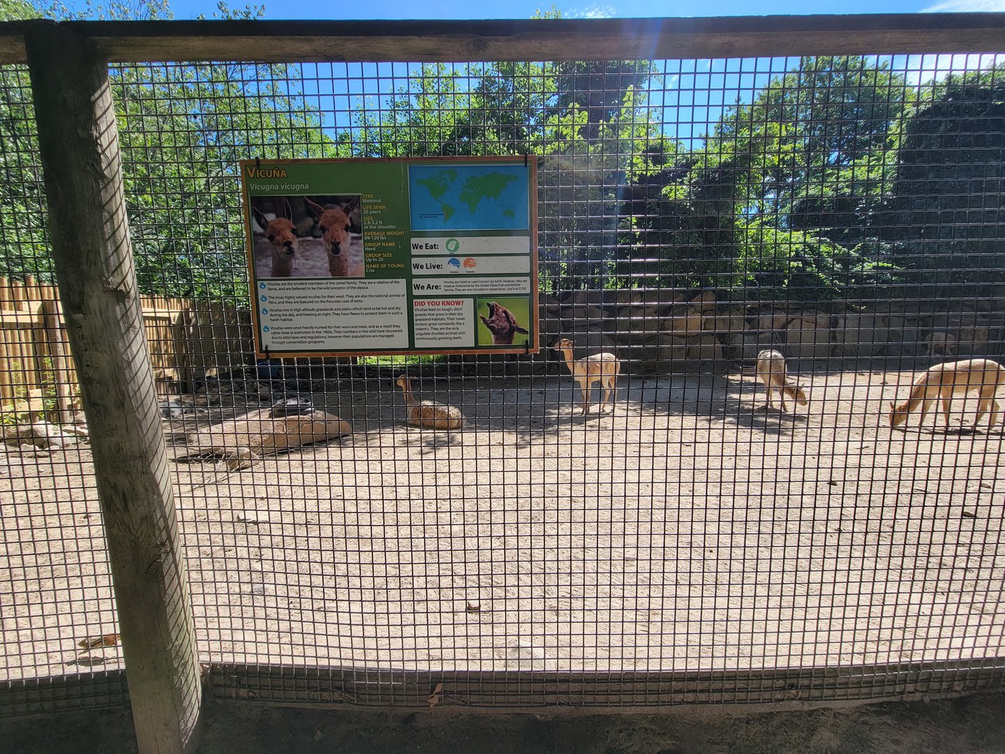 Southwick 7/22 - Vicuna