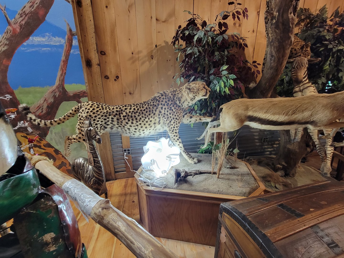 Southwick 7/22 - Well-done cheetah mount in gift shop by big cats