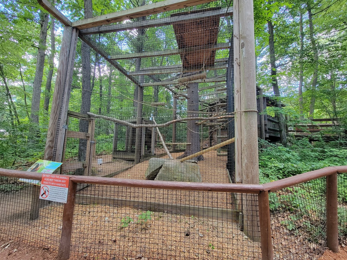 Southwick 7/22 - Wolf's guenon from lower viewing