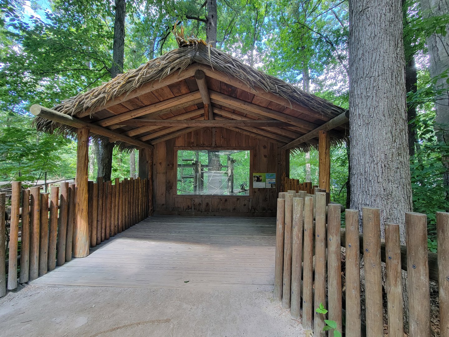Southwick 7/22 - Wolf's guenon upper window