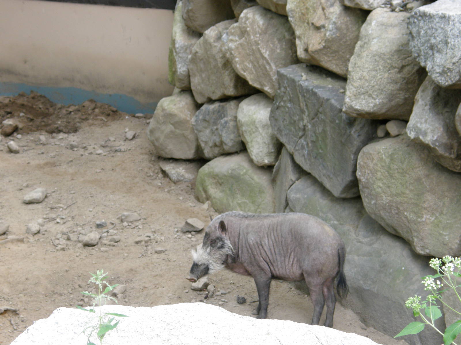 Southwick Zoo 82008 010