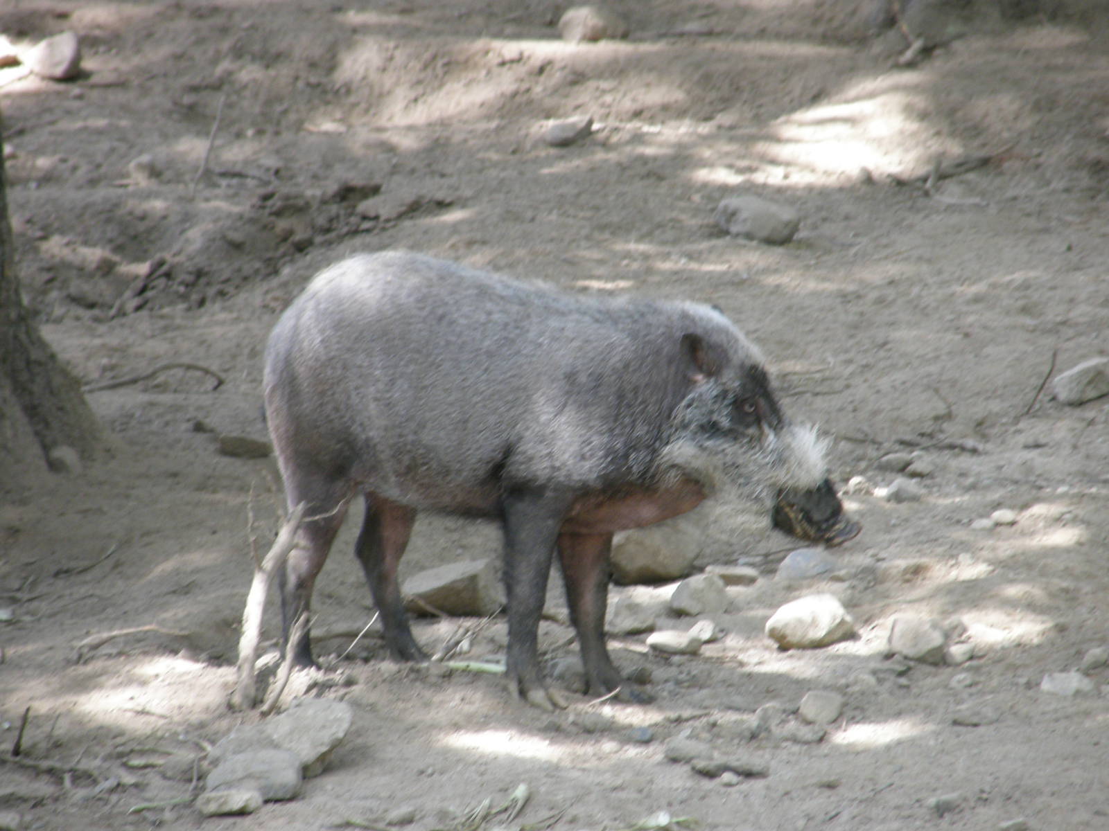 Southwick Zoo 82008 139