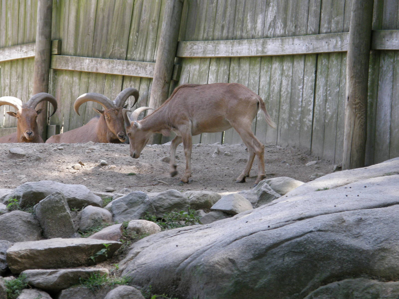 Southwick Zoo 82008 194