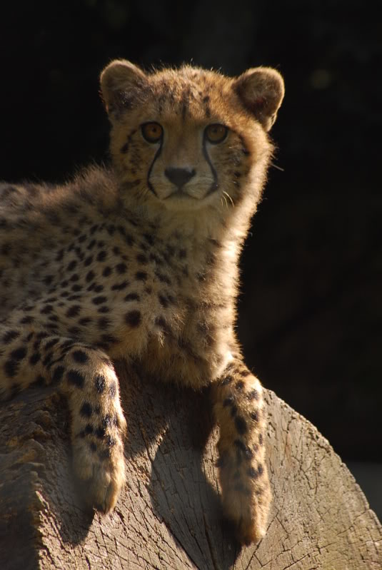 Soutwestafrican cheetah
