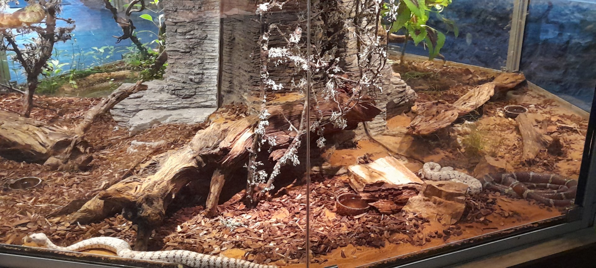 Soutwestern speckled rattlesnake terrarium