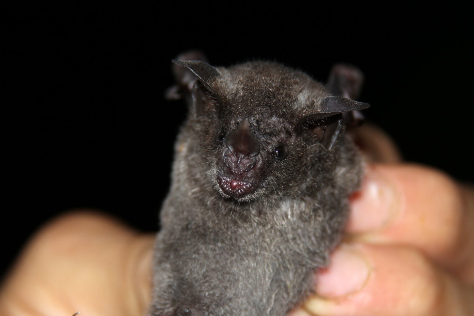 Sowell's short-tailed bat (Carollia sowelli)
