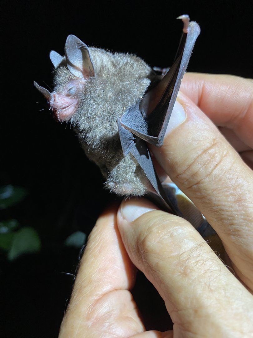 Sowell’s Short-tailed Bat (Carollia sowelli)