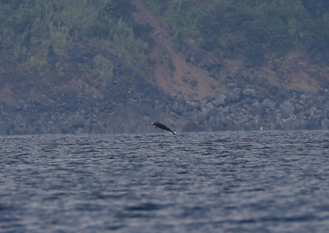 Sowerby's beaked whale (Mesoplodon bidens) breaching