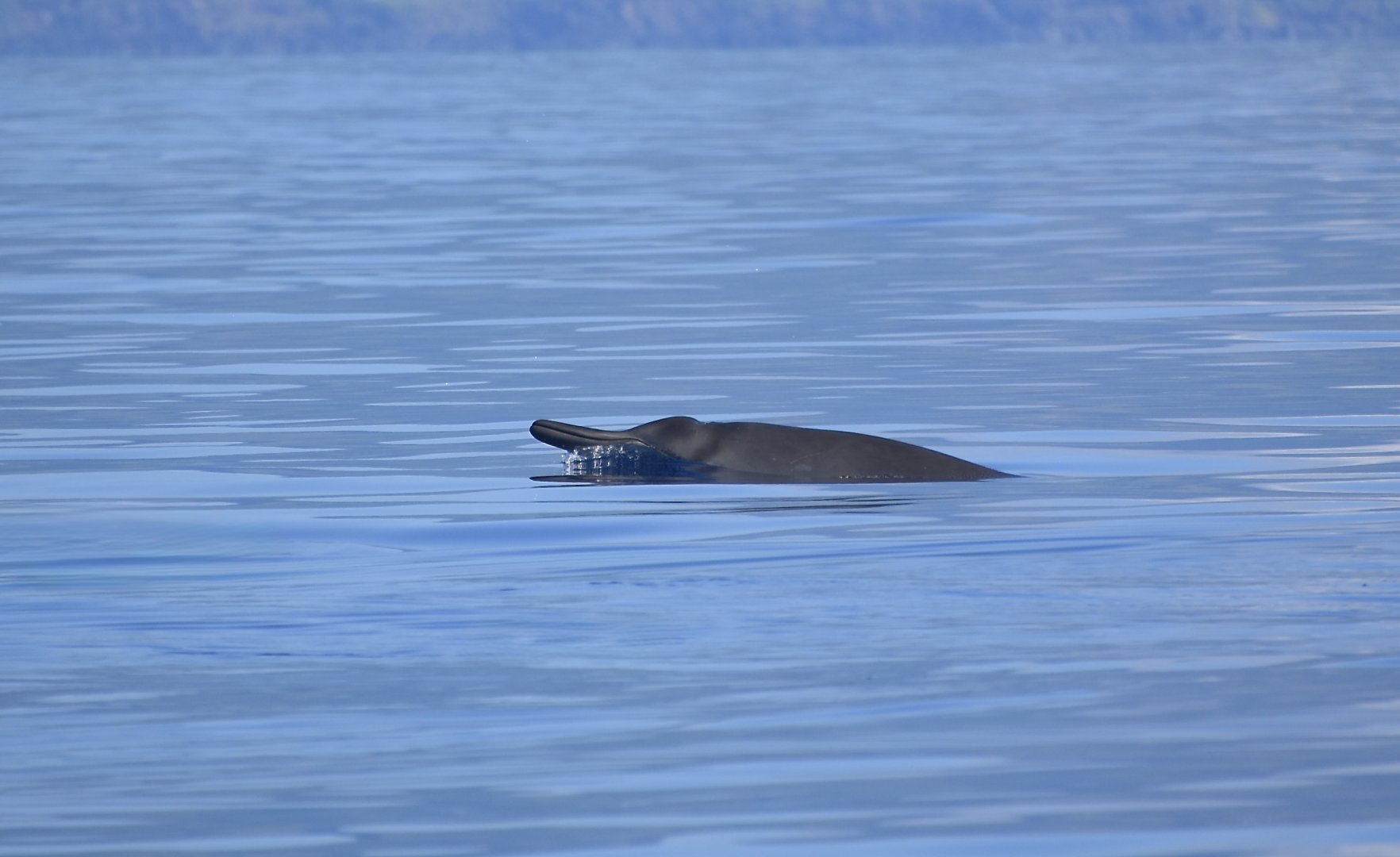Sowerby's Beaked Whale (Mesoplodon bidens) female displaying beak