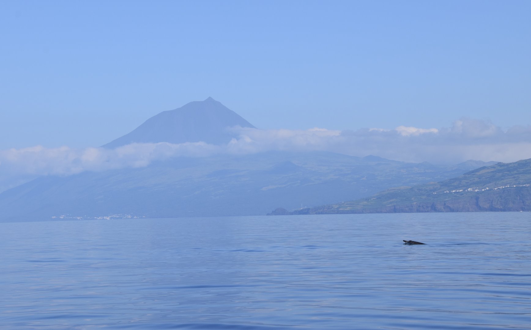 Sowerby's Beaked Whale (Mesoplodon bidens) female pointed at Mount Pico