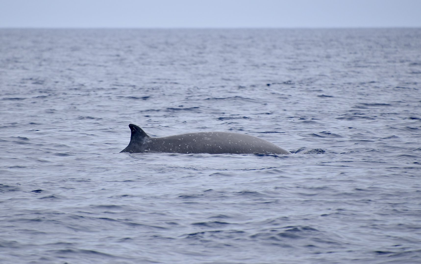 Sowerby's Beaked Whale (Mesoplodon bidens) male showing battle scars