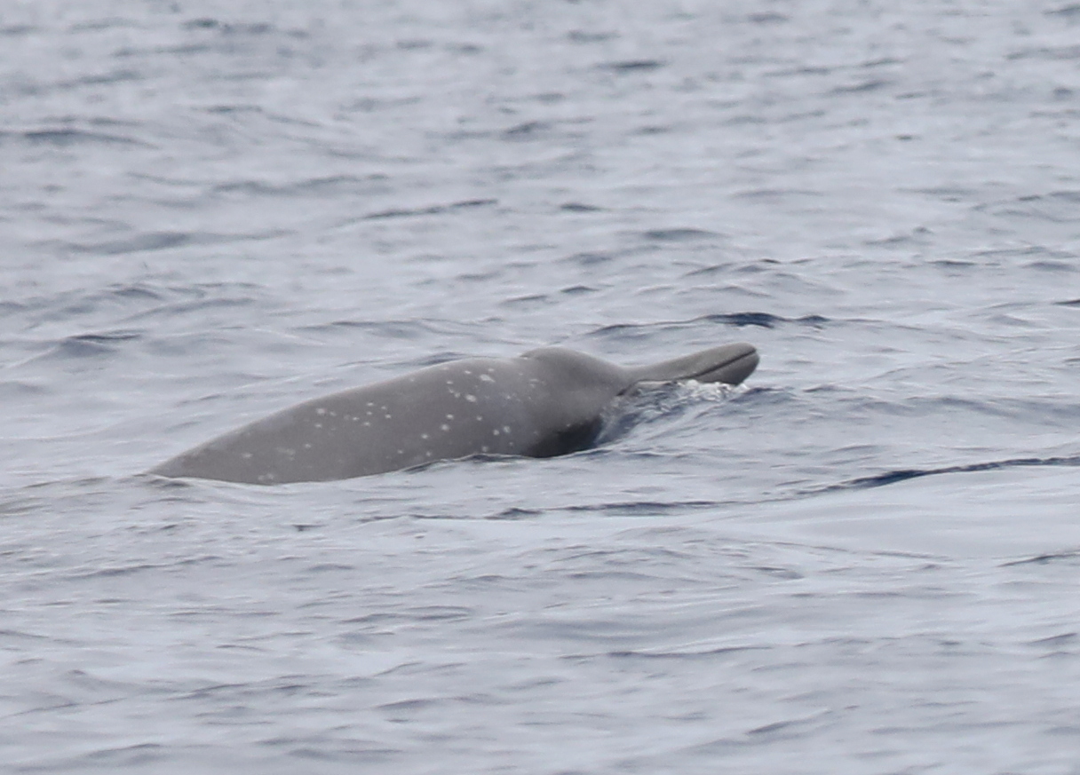 Sowerby's beaked whale (Mesoplodon bidens)