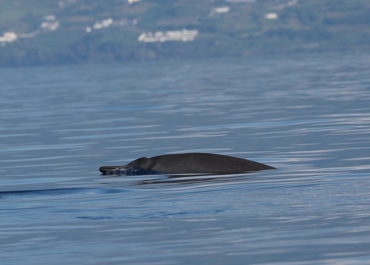 Sowerby's beaked whale (Mesoplodon bidens)