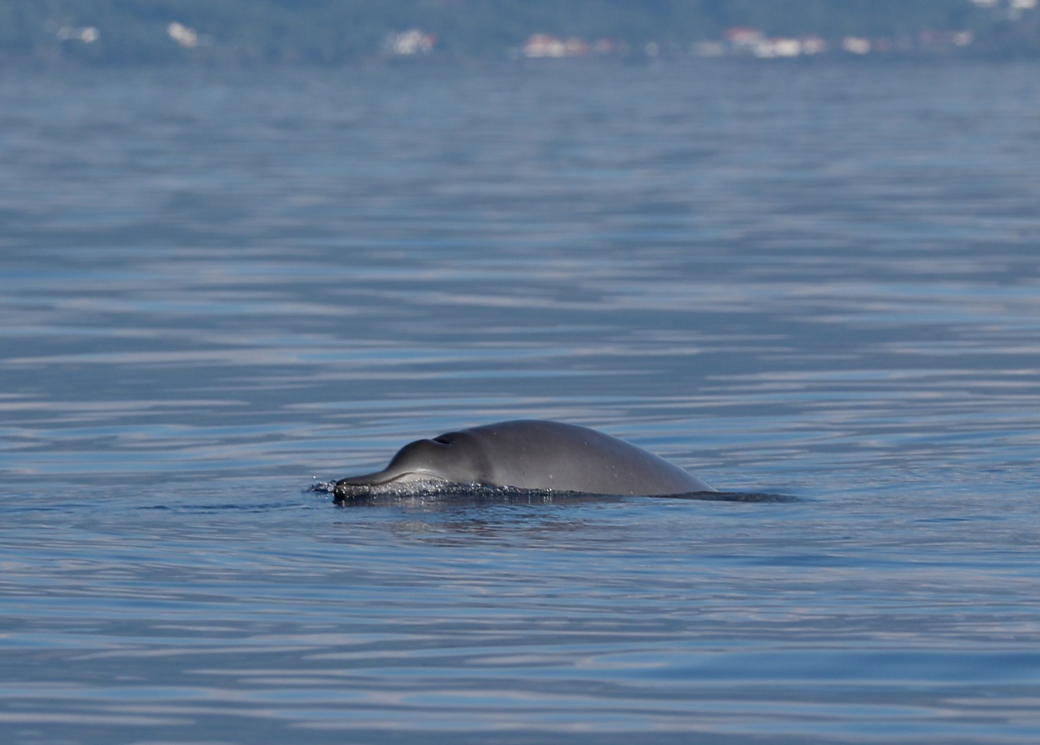 Sowerby's beaked whale (Mesoplodon bidens)