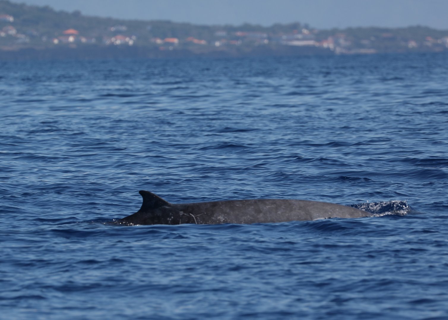 Sowerby's beaked whale (Mesoplodon bidens)