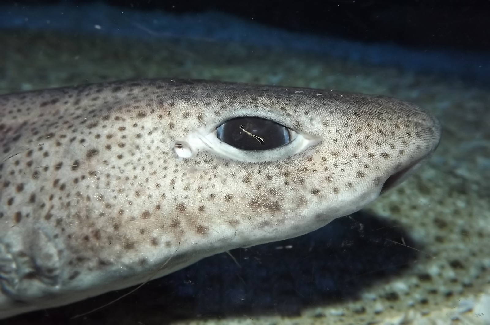 Sp? at SEA LIFE Blackpool 30/06/12
