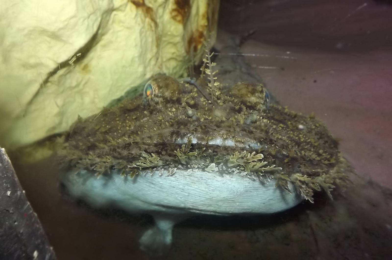 Sp? at SEA LIFE Blackpool 30/06/12