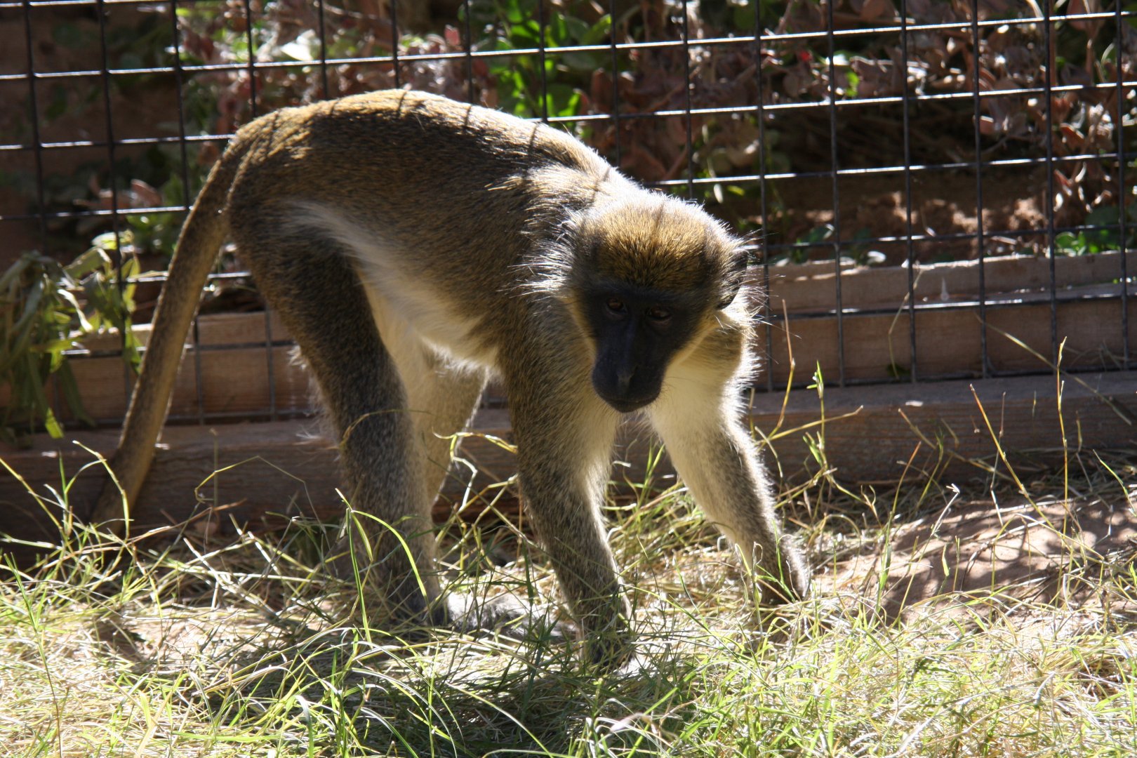 sp? green monkey (Chlorocebus sabaeus) 2010