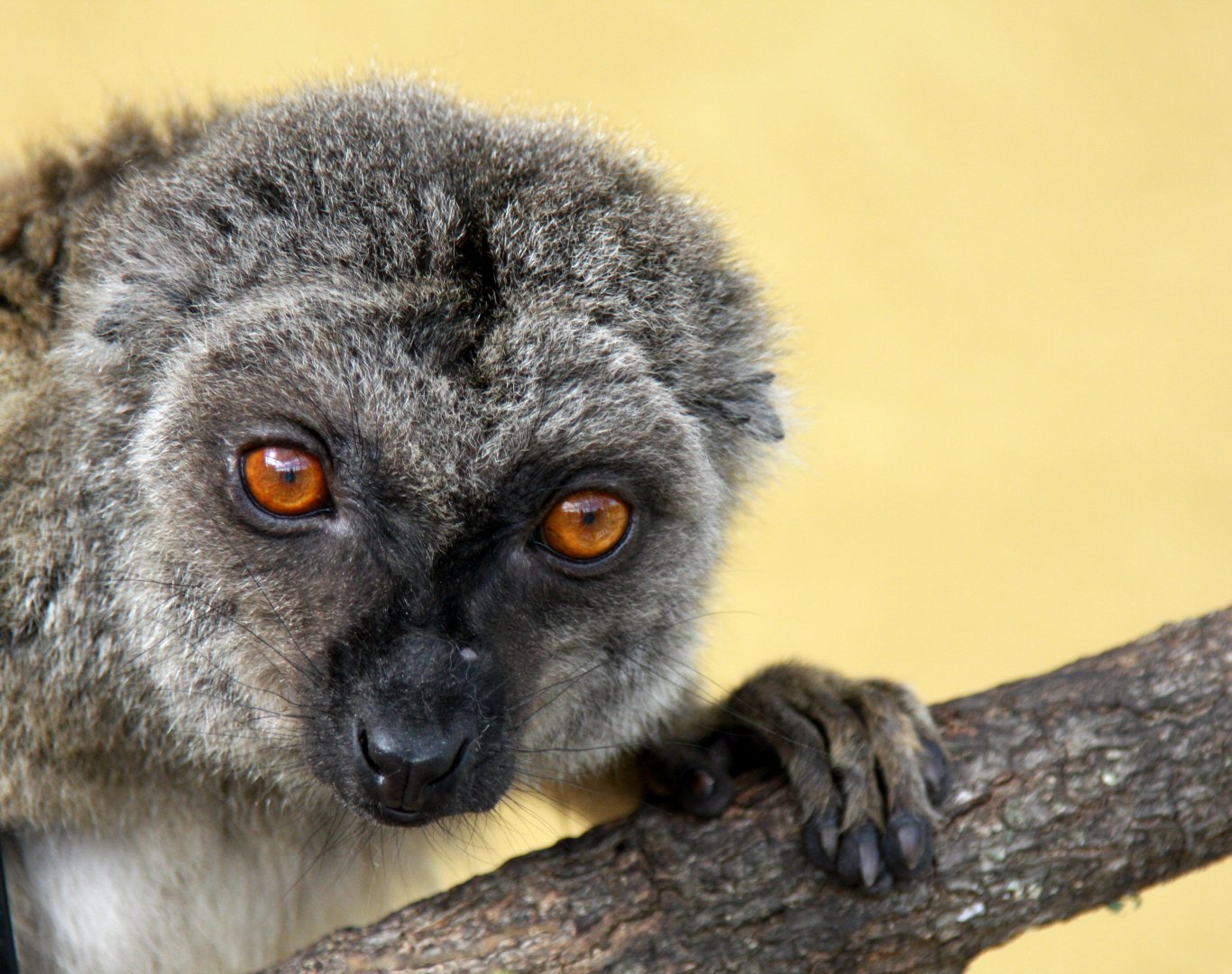 Sp ID? common brown lemur (Eulemur fulvus)