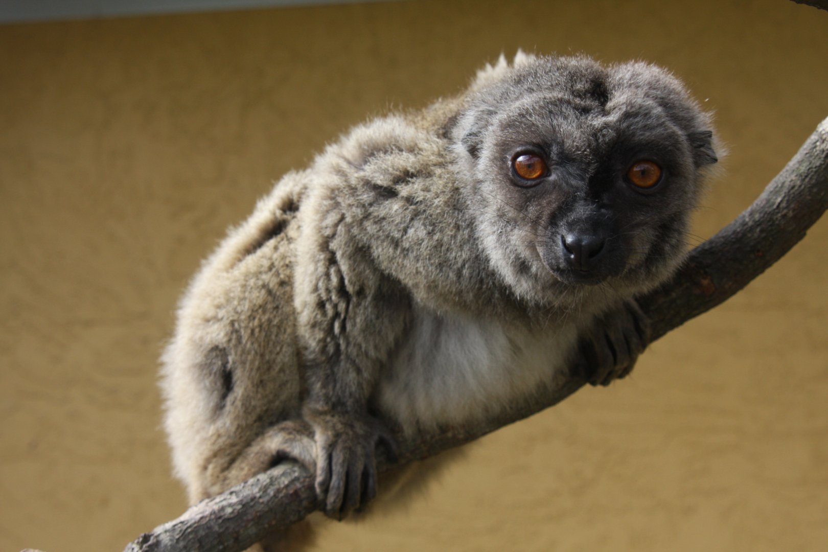 Sp ID? common brown lemur (Eulemur fulvus)