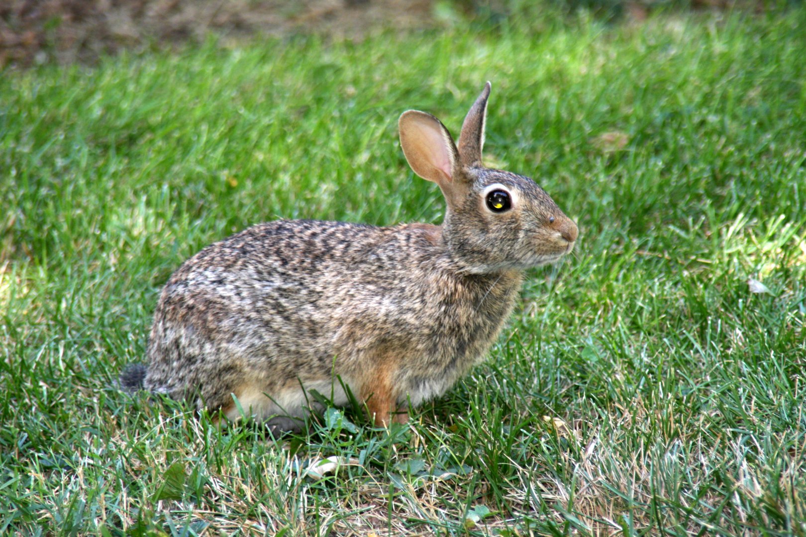 sp ID? Eastern Cottontail (Sylvilagus floridanus mearsni) 2013
