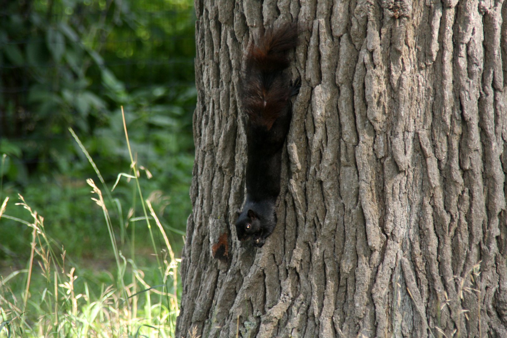 sp id? fox squirrel (Sciurus niger) 2013
