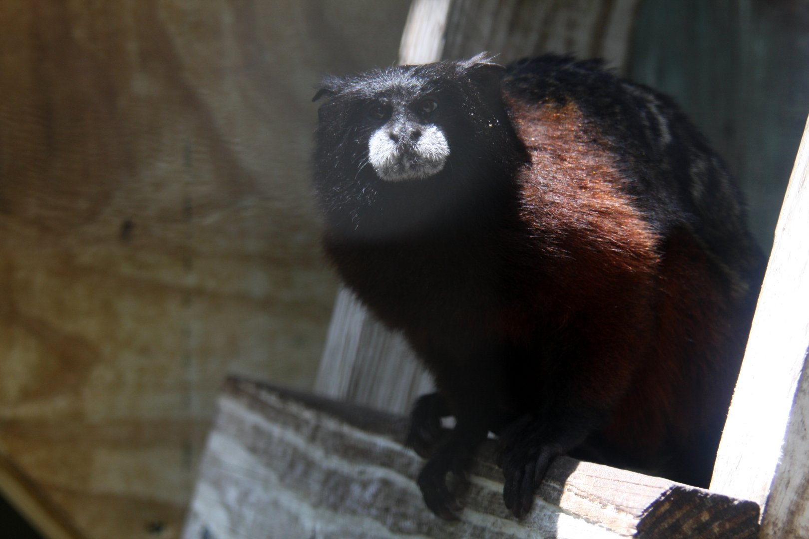 sp ID? Red-mantle Saddle-back Tamarin (Leontocebus lagonotus) 2013