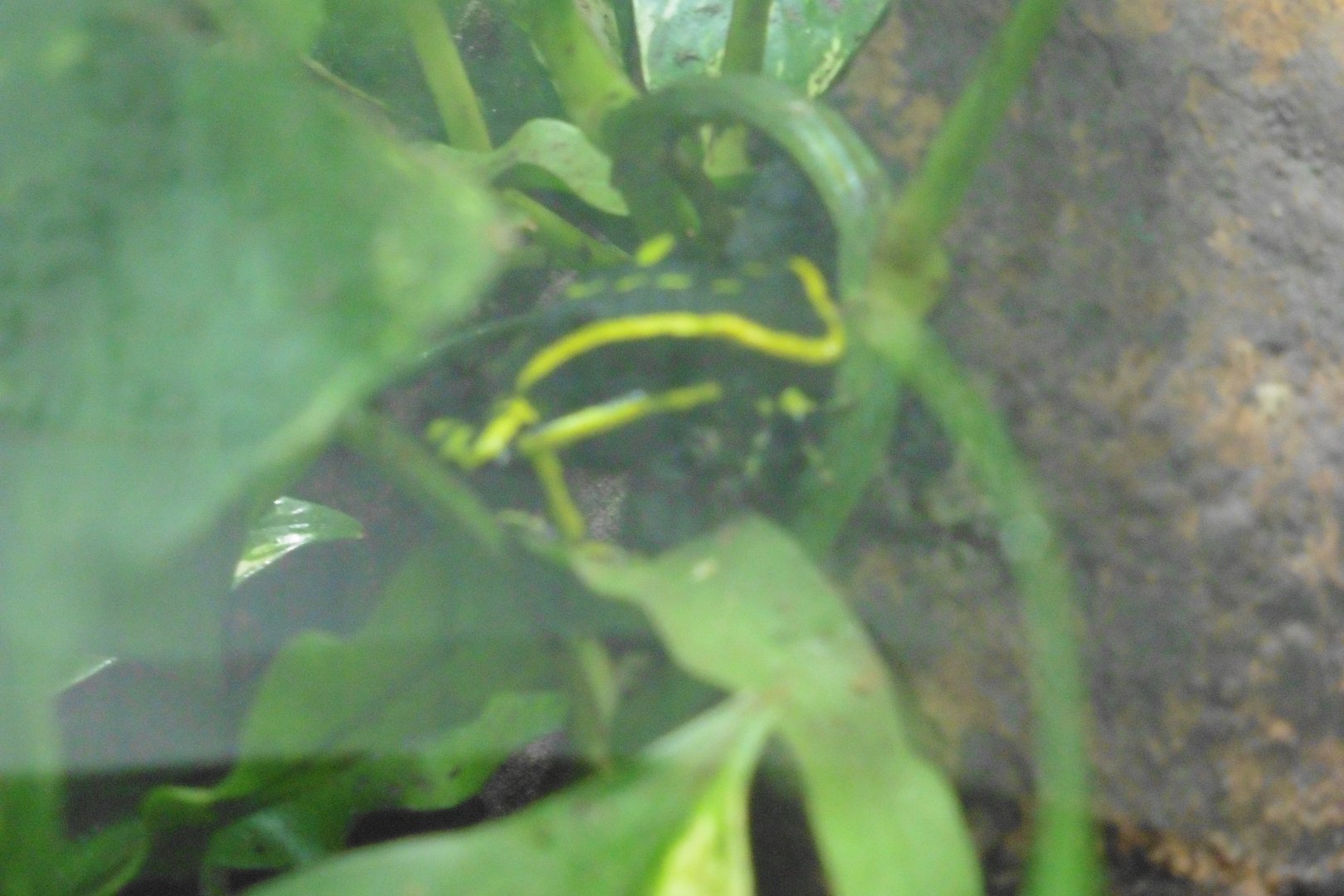 sp? Poison Dart Frog
