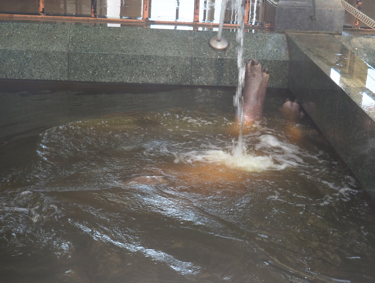 Spa treatment for hippopotamus (Hippopotamus amphibius) Bouli? - 2019-04-20