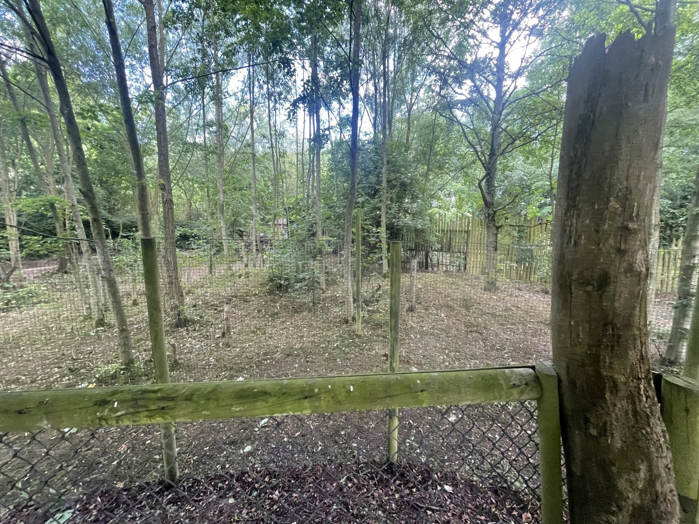 Space Being Cleared Near Tapirs