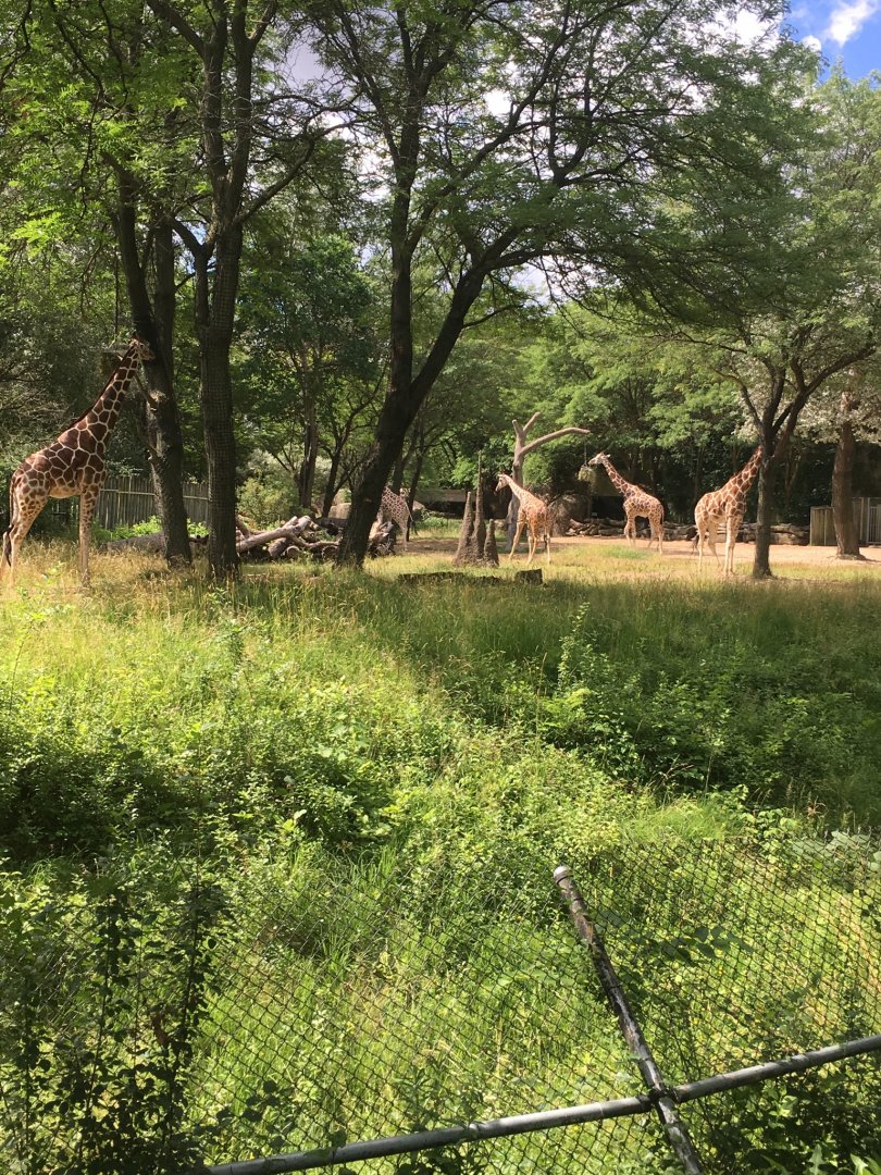 Spacious Reticulated Giraffe Exhibit | Brookfield Zoo