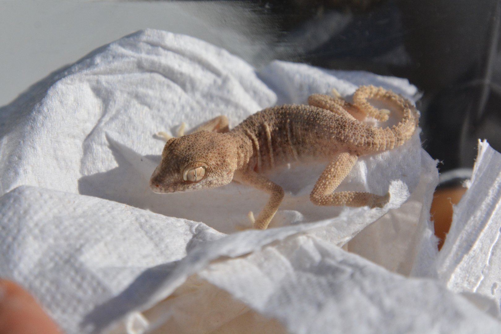 Spacious rock gecko (Trachydactylus hajarensis)