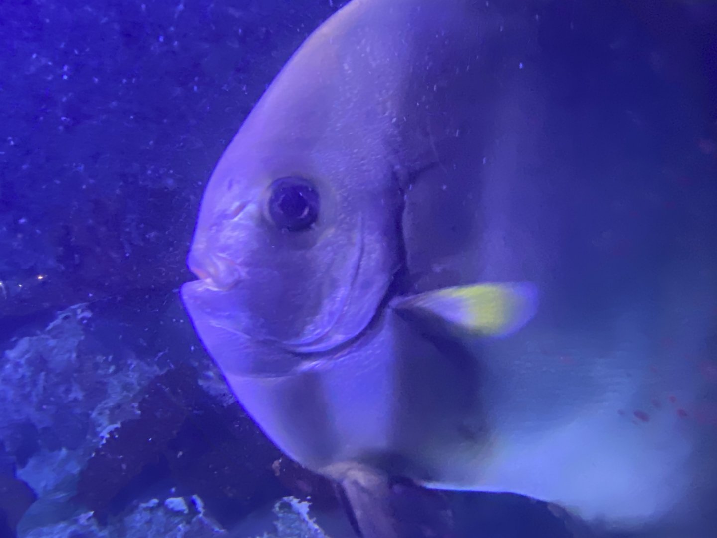 Spadefish close up
