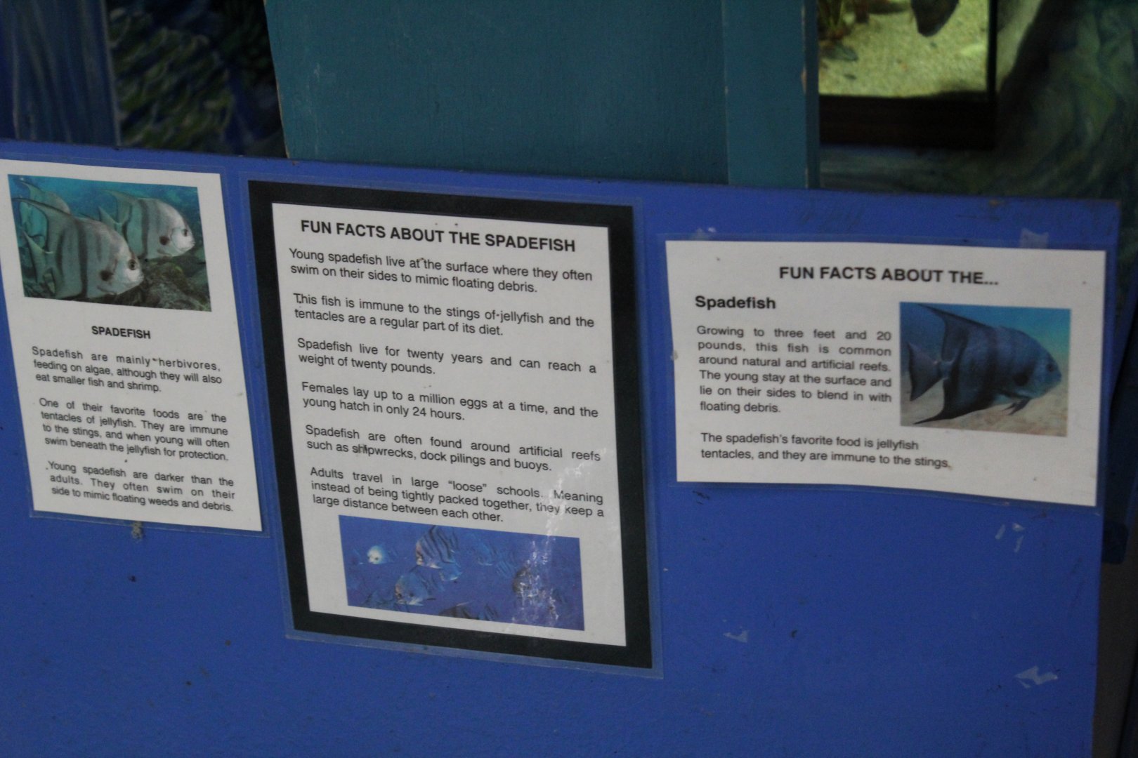 Spadefish Signage