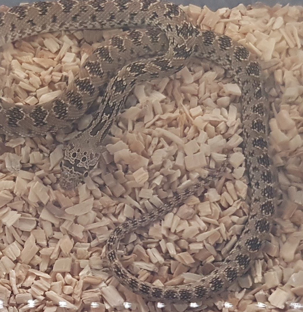 Spalerosophis diadema cliffordi