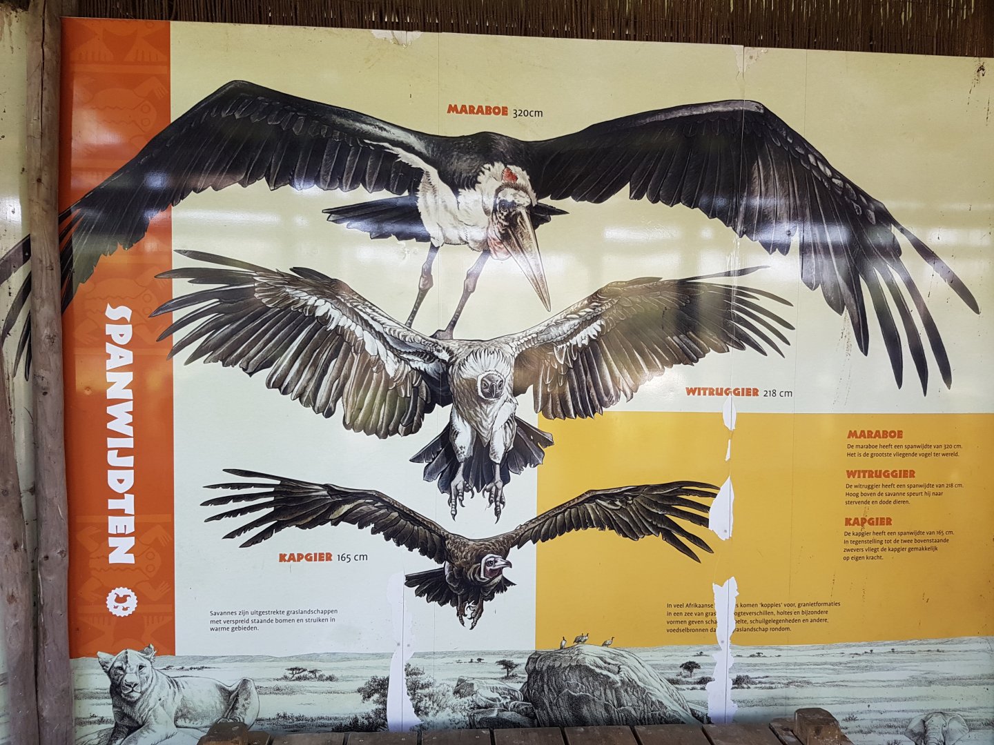 Span of several bird-species