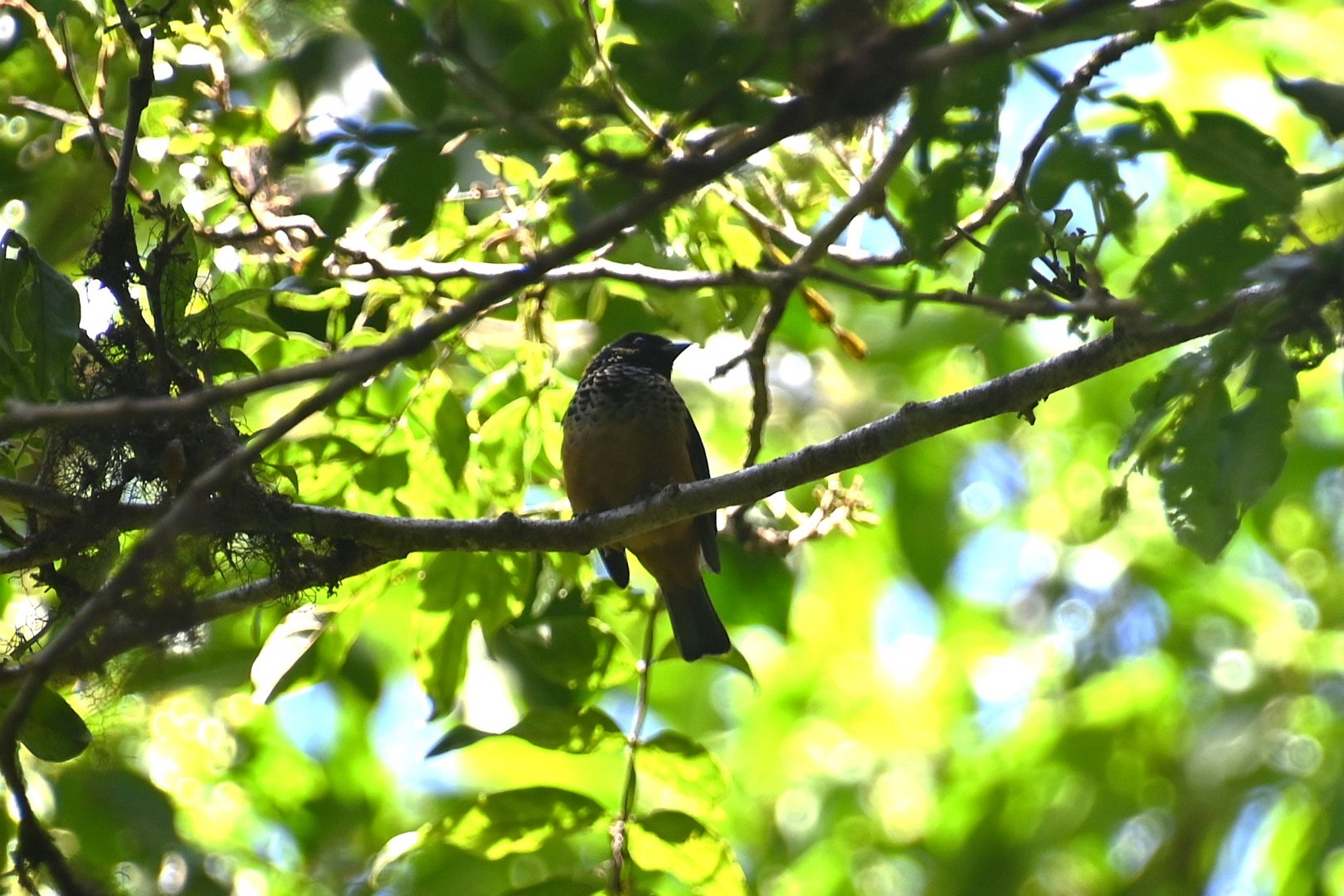 Spangle-cheeked tanager (Tangara dowii)