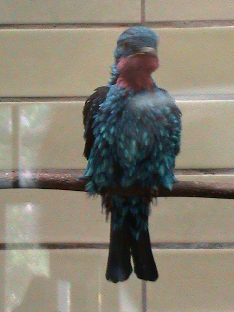 spangled cotinga 050910