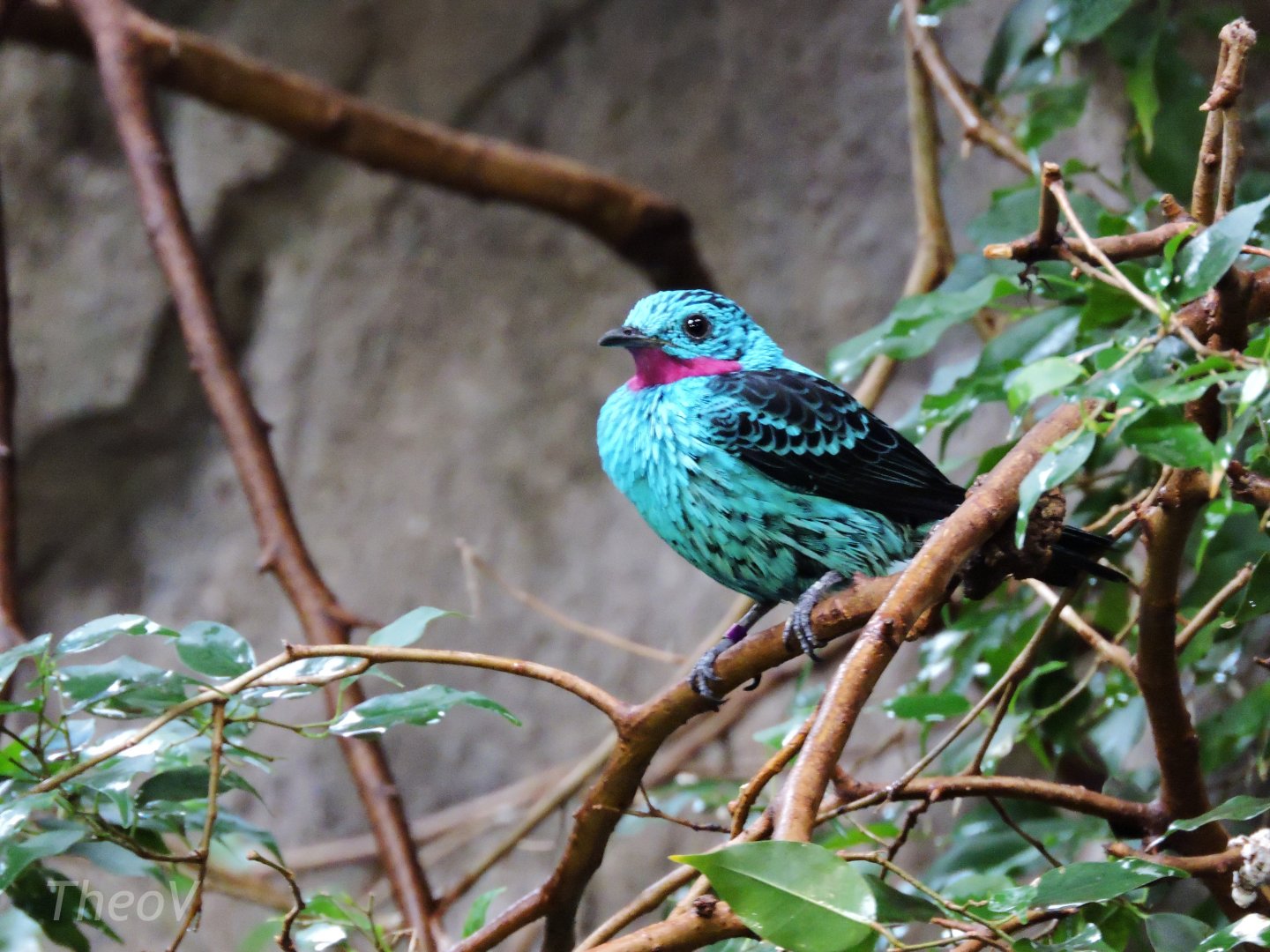 Spangled cotinga [2015]