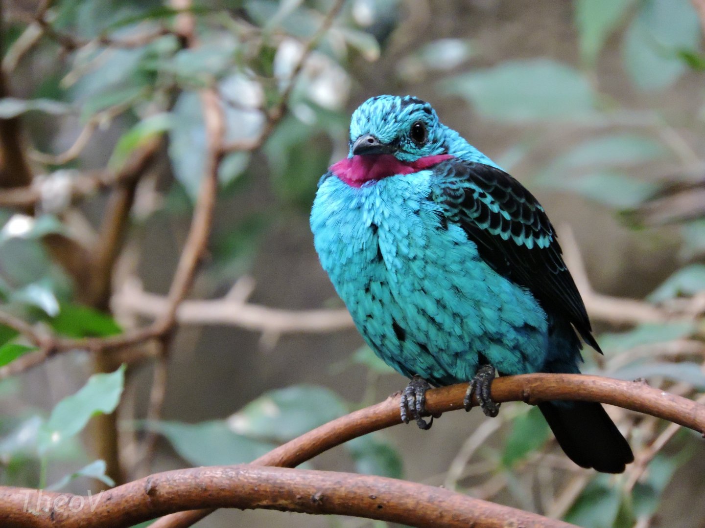 Spangled cotinga [2015]